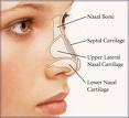 rhinoplasty-anatomy-dr-barry-eppley-indianapolis