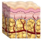 cellulite-anatomy-dr-barry-eppley-indianapolis