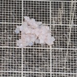 diced-cartilage-graft-dr-barry-eppley-indianapolis1
