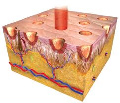 Fractional Laser Treatment of Scars Dr Barry Eppley Indianapolis