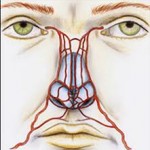 Nasal Blood Supply Dr Barry Eppley Indianapolis