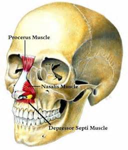 Depressor Septi Nasi Muscle in Rhinoplasty Dr Barry Eppley Indianapolis