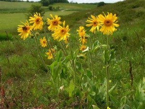 Arnica Flower