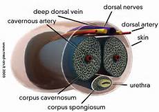 penile anatomy