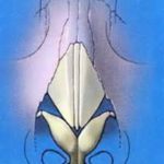 nasal anatomy
